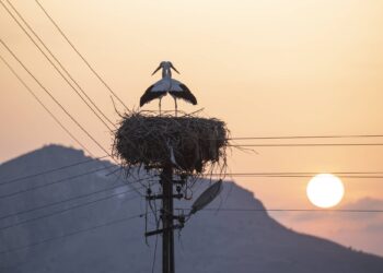 Tunceli'de 6 yıldır göç etmeyen iki leylek, Pertek ilçesini mesken tuttu