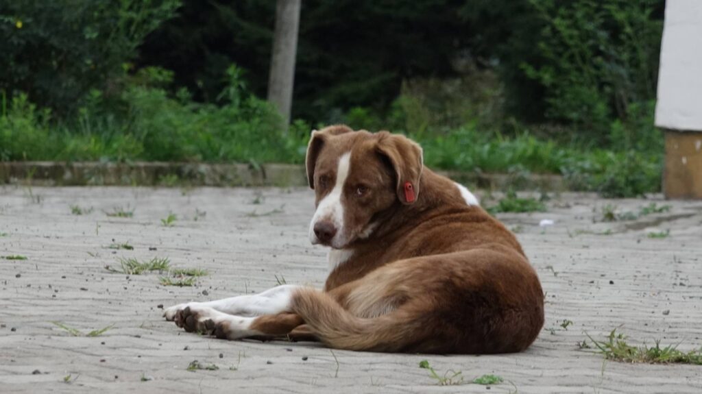 Üniversitede köpek besleme yasağı!