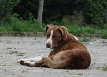 Üniversitede köpek besleme yasağı!