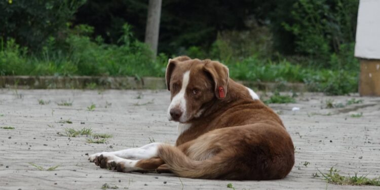 Üniversitede köpek besleme yasağı!