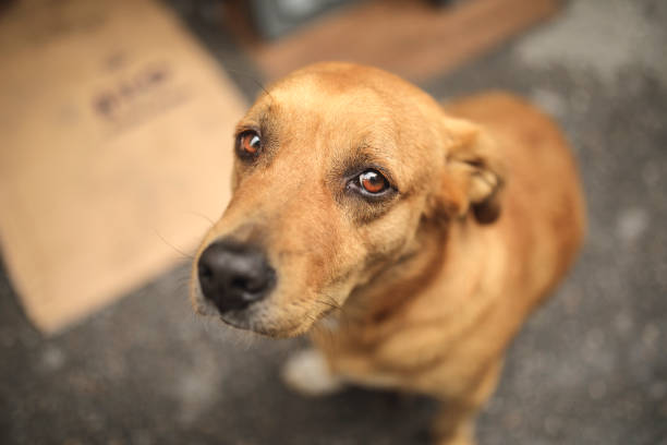 Valiler toplandı gündem, sokak köpekleri