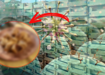 Yine Gıda Yine Skandal, Ölümcül Meyve İçin Acil Alarm, Sevkiyat Durdu