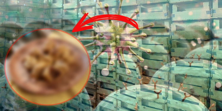 Yine Gıda Yine Skandal, Ölümcül Meyve İçin Acil Alarm, Sevkiyat Durdu