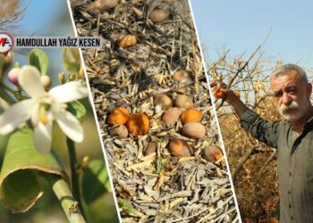 Çiftçinin zararı büyük