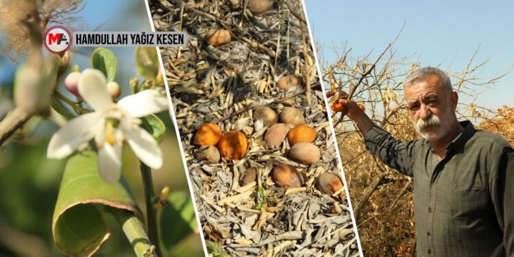 Çiftçinin zararı büyük