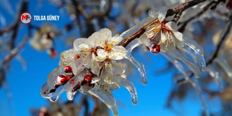 ‘Tarımı vuran zirai donun sebebi iklim krizi’