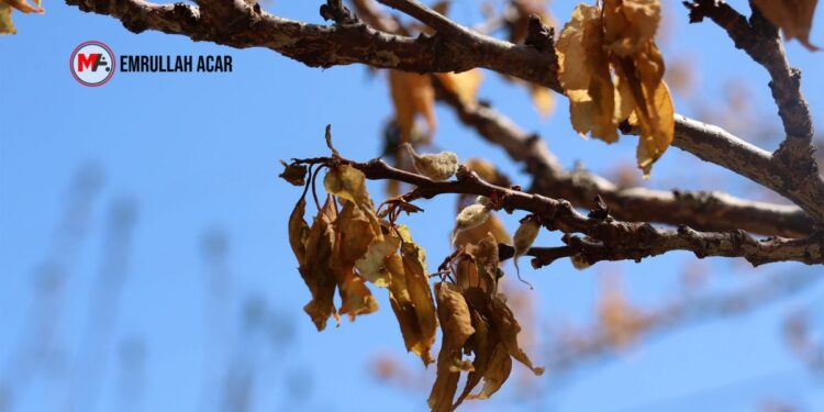 Zirai don çiftçilerin baharını dondurdu!