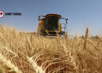 LİDAŞ’ta milyarlık buğday vurgunu: 9 kişi tutuklandı