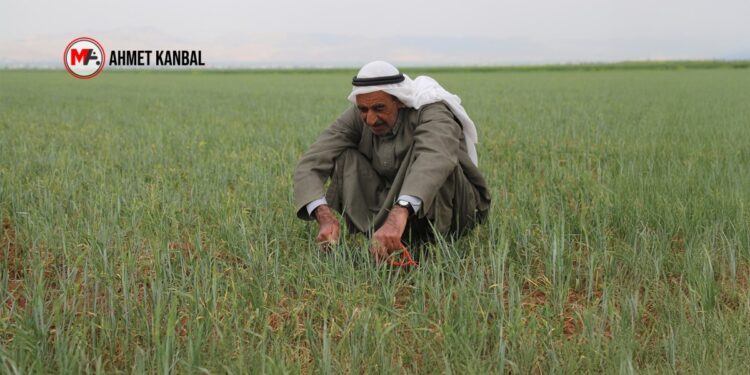 Girdi maliyetleri, DEDAŞ ve kuraklık: Araziler kuru, çiftçi borçlu