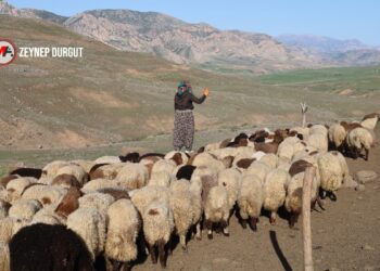 Kuraklık yayla yolculuğunu geciktirdi