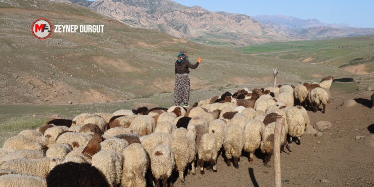 Kuraklık yayla yolculuğunu geciktirdi