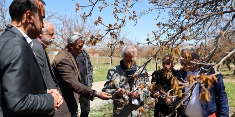 Zirai dondan etkilenen kayısı üreticilerine ziyaret
