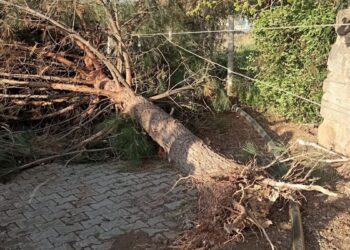 Mêrdîn’de fırtına: Çatılar uçtu, ağaçlar yerinden söküldü
