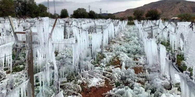 Bakanlık açıkladı: 36 bin 738 üretici don zararına uğradı