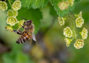 Adana'da Arı Sokması Can Aldı