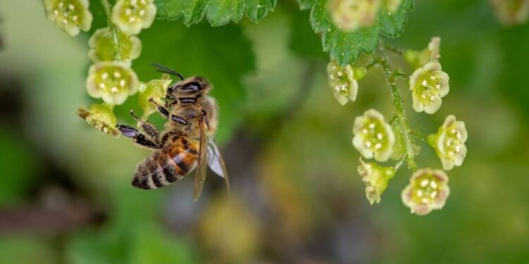 Adana'da Arı Sokması Can Aldı