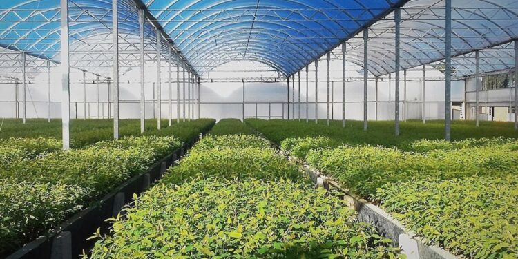 Antalya'nın Sera Devi İflasın Eşiğinde