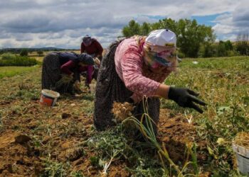 Beyaz Altın Cep Yakıyor: Fiyatı 3 Ayda Tam Yüzde 100 Fırladı! Kilosu 450 TL'ye Dayandı