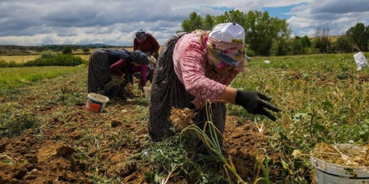 Beyaz Altın Cep Yakıyor: Fiyatı 3 Ayda Tam Yüzde 100 Fırladı! Kilosu 450 TL'ye Dayandı
