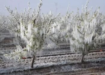 CHP’den Zirai Don İçin Acil Çağrı, ‘Borçları Erteleyin’