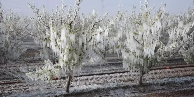 CHP’den Zirai Don İçin Acil Çağrı, ‘Borçları Erteleyin’