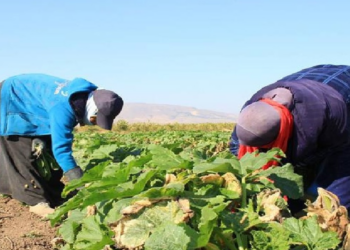 Çiftçiler Sezona Başladı