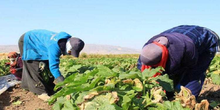 Çiftçiler Sezona Başladı