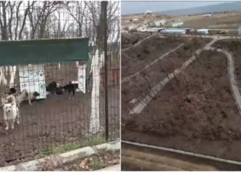 Edirne’de sokak hayvanları için 72 dönümlük ‘doğal yaşam alanı’ oluşturuluyor