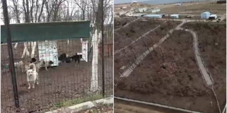 Edirne’de sokak hayvanları için 72 dönümlük ‘doğal yaşam alanı’ oluşturuluyor