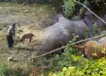 Hayvanlara Eziyet Bitmiyor! Sakarya ve Antalya'dan Dehşete Düşüren Görüntüler