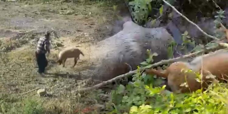 Hayvanlara Eziyet Bitmiyor! Sakarya ve Antalya'dan Dehşete Düşüren Görüntüler