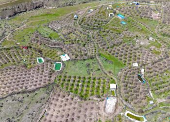 İhraç edilen Ulukale dutunu don vurdu