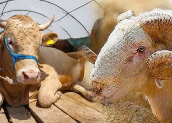 İkinci dönem büyük ve küçükbaş hayvancılık destekleme başvuruları yarın başlıyor!