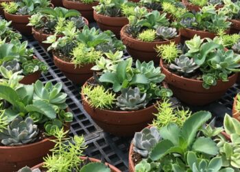 İtalya'dan Türkiye'ye Getirildi, İstanbul'da Tespit Edildi: Bakanlık Harekete Geçti