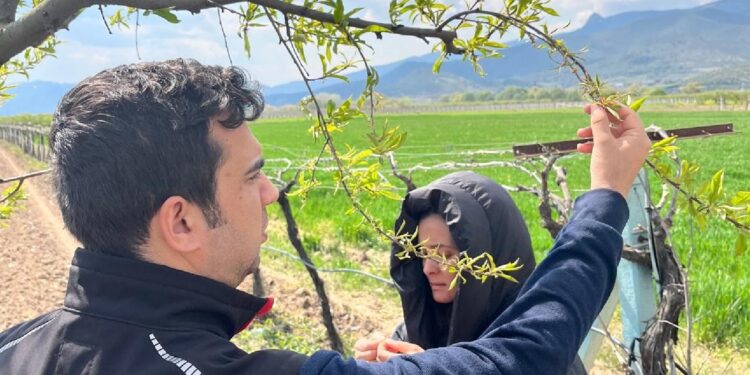 Kar yağışı fındıkta rekolte endişesine neden oldu, zirai don meyve bahçelerini vurdu