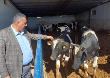 Kurban Bayramı Yaklaşırken 'Ne Vatandaş Mutlu Ne Üretici'