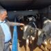 Kurban Bayramı Yaklaşırken 'Ne Vatandaş Mutlu Ne Üretici'