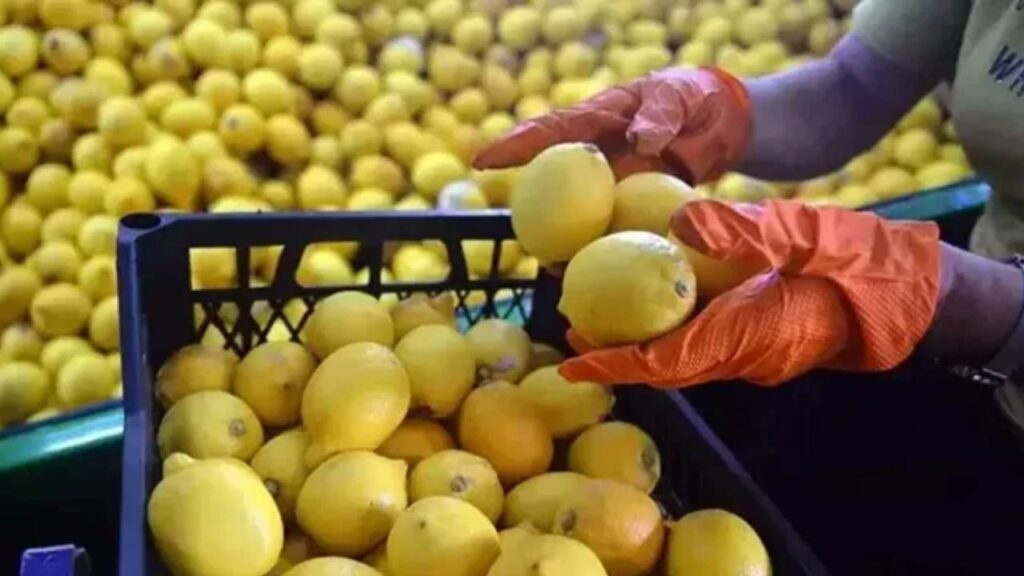 Limonda İhracat Yasağı Kaldırıldı