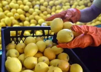 Limonda İhracat Yasağı Kaldırıldı