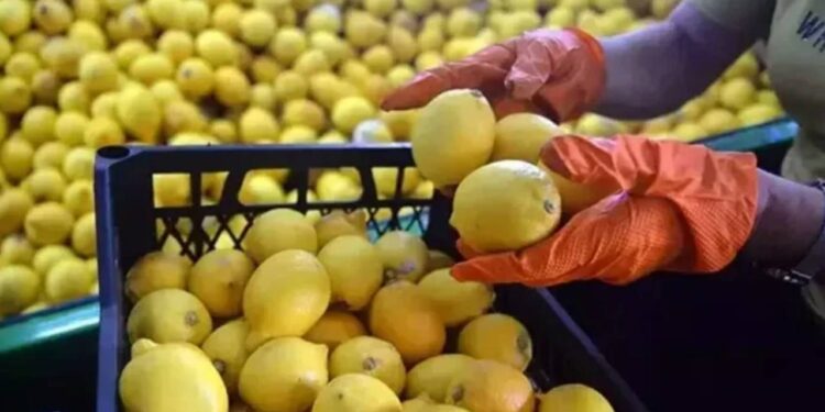 Limonda İhracat Yasağı Kaldırıldı