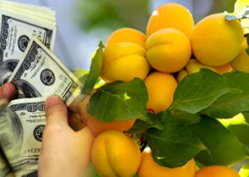 Malatya kayısısından yılın ilk çeyreğinde "93 milyon dolar" gelir elde edildi