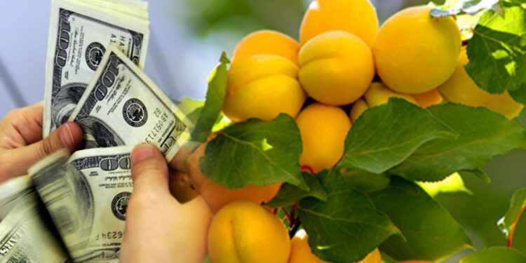 Malatya kayısısından yılın ilk çeyreğinde "93 milyon dolar" gelir elde edildi