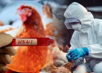 Meksika'da Kuş Gribi Alarmı! İlk Kez Bir İnsanda Görüldü, 3 Yaşındaki Çocuk Tedavi Görüyor