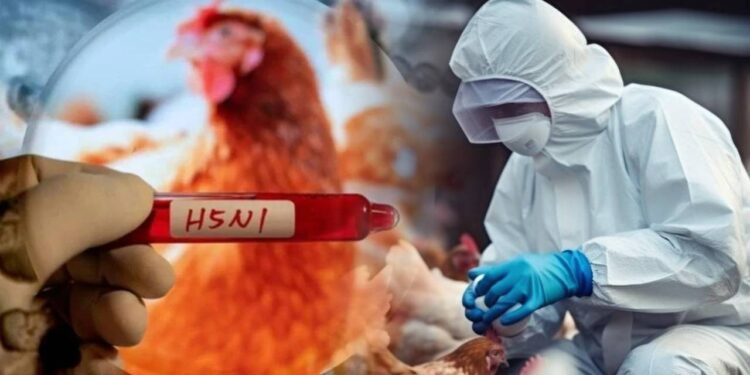 Meksika'da Kuş Gribi Alarmı! İlk Kez Bir İnsanda Görüldü, 3 Yaşındaki Çocuk Tedavi Görüyor