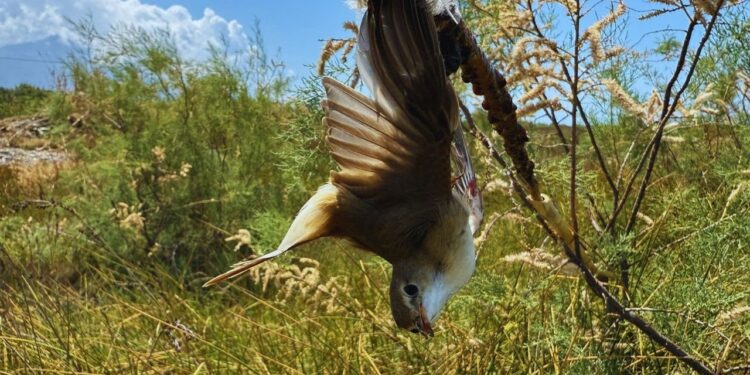 Milleyha Kuş Cenneti'nde İnsanlık Utancı: Kuşlar Canlı Canlı Ölüme Terk Edildi