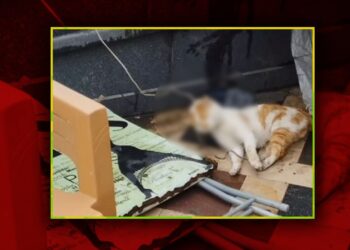 Samsun'da Bir Kedi Cami Avlusunda İple Boğulmuş Halde Bulundu