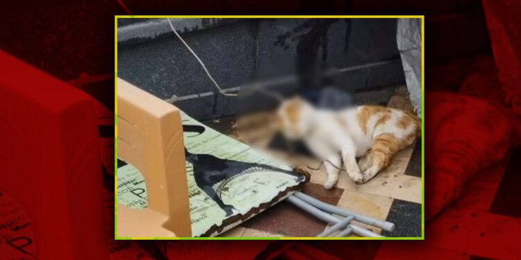 Samsun'da Bir Kedi Cami Avlusunda İple Boğulmuş Halde Bulundu