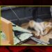 Samsun'da Bir Kedi Cami Avlusunda İple Boğulmuş Halde Bulundu