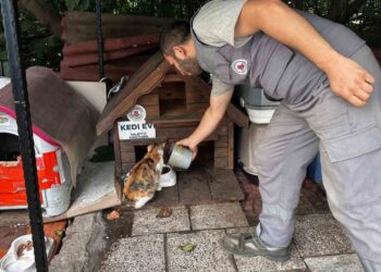 Sokak Hayvanları İçin Kalp Isıtan Adım