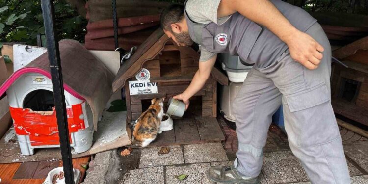 Sokak Hayvanları İçin Kalp Isıtan Adım